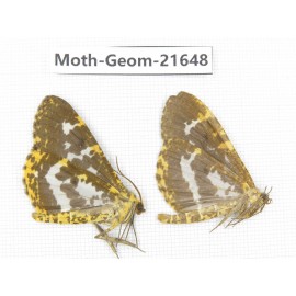 Geometridae sp. China, Tibet, Linzhi, Motuo county. 2Pcs. Moth-Geom-21648.