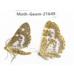 Geometridae sp. China, Tibet, Linzhi, Motuo county. 2Pcs. Moth-Geom-21649.