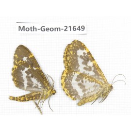 Geometridae sp. China, Tibet, Linzhi, Motuo county. 2Pcs. Moth-Geom-21649.