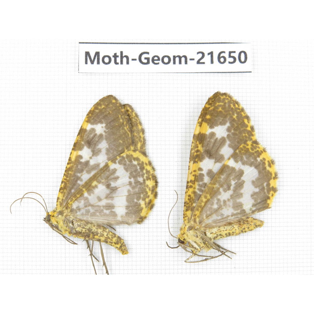 Geometridae sp. China, Tibet, Linzhi, Motuo county. 2Pcs. Moth-Geom-21650.