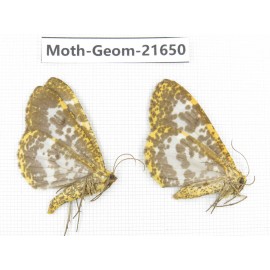 Geometridae sp. China, Tibet, Linzhi, Motuo county. 2Pcs. Moth-Geom-21650.