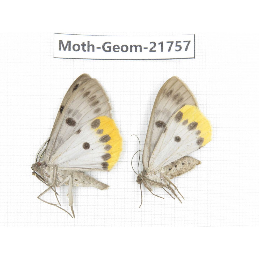 Geometridae sp. China, Tibet, Linzhi, Motuo county. 2Pcs. Moth-Geom-21757.