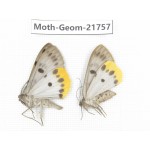 Geometridae sp. China, Tibet, Linzhi, Motuo county. 2Pcs. Moth-Geom-21757.