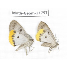 Geometridae sp. China, Tibet, Linzhi, Motuo county. 2Pcs. Moth-Geom-21757.