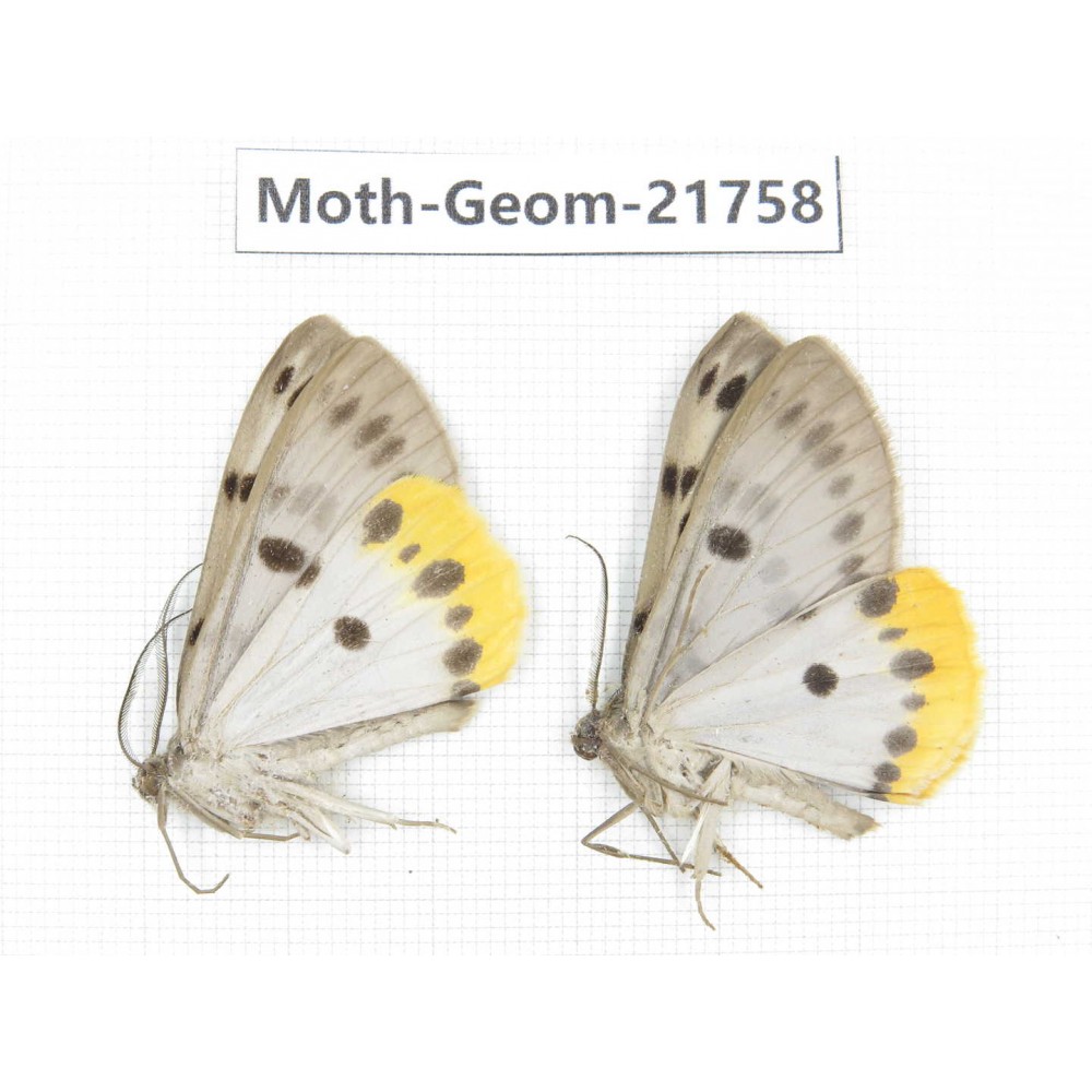 Geometridae sp. China, Tibet, Linzhi, Motuo county. 2Pcs. Moth-Geom-21758.