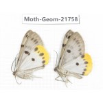 Geometridae sp. China, Tibet, Linzhi, Motuo county. 2Pcs. Moth-Geom-21758.