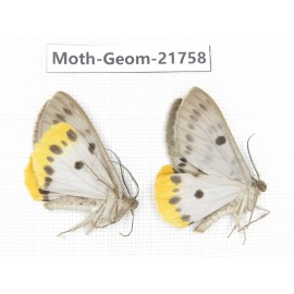 Geometridae sp. China, Tibet, Linzhi, Motuo county. 2Pcs. Moth-Geom-21758.