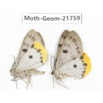 Geometridae sp. China, Tibet, Linzhi, Motuo county. 2Pcs. Moth-Geom-21759.