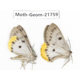 Geometridae sp. China, Tibet, Linzhi, Motuo county. 2Pcs. Moth-Geom-21759.