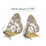 Geometridae sp. China, Tibet, Linzhi, Motuo county. 2Pcs. Moth-Geom-21796.