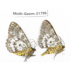 Geometridae sp. China, Tibet, Linzhi, Motuo county. 2Pcs. Moth-Geom-21796.