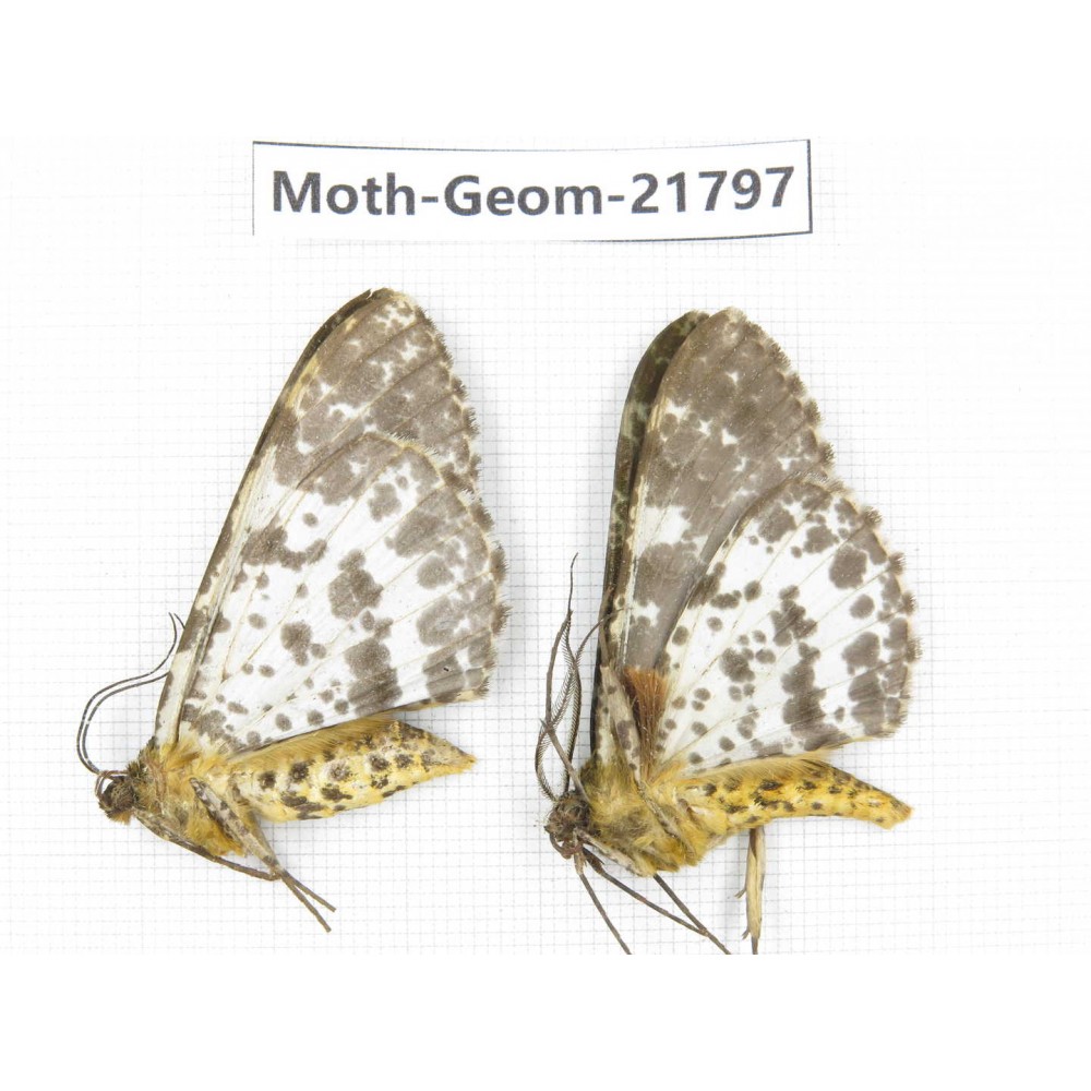 Geometridae sp. China, Tibet, Linzhi, Motuo county. 2Pcs. Moth-Geom-21797.