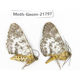 Geometridae sp. China, Tibet, Linzhi, Motuo county. 2Pcs. Moth-Geom-21797.