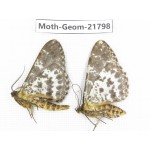 Geometridae sp. China, Tibet, Linzhi, Motuo county. 2Pcs. Moth-Geom-21798.