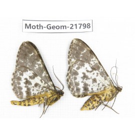 Geometridae sp. China, Tibet, Linzhi, Motuo county. 2Pcs. Moth-Geom-21798.