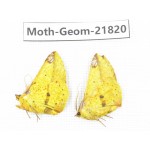 Geometridae sp. China, Tibet, Linzhi, Motuo county. 2Pcs. Moth-Geom-21820.