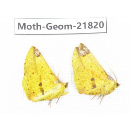 Geometridae sp. China, Tibet, Linzhi, Motuo county. 2Pcs. Moth-Geom-21820.
