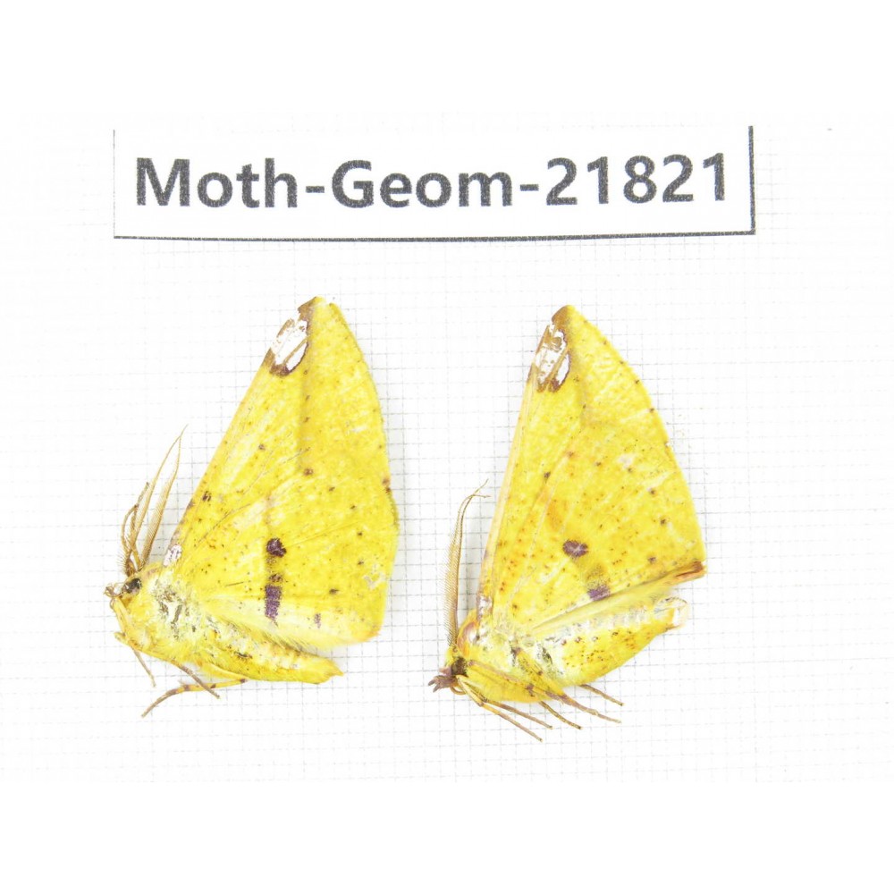 Geometridae sp. China, Tibet, Linzhi, Motuo county. 2Pcs. Moth-Geom-21821.