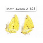 Geometridae sp. China, Tibet, Linzhi, Motuo county. 2Pcs. Moth-Geom-21821.