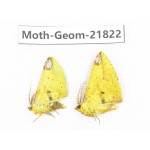 Geometridae sp. China, Tibet, Linzhi, Motuo county. 2Pcs. Moth-Geom-21822.