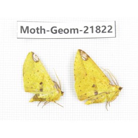 Geometridae sp. China, Tibet, Linzhi, Motuo county. 2Pcs. Moth-Geom-21822.