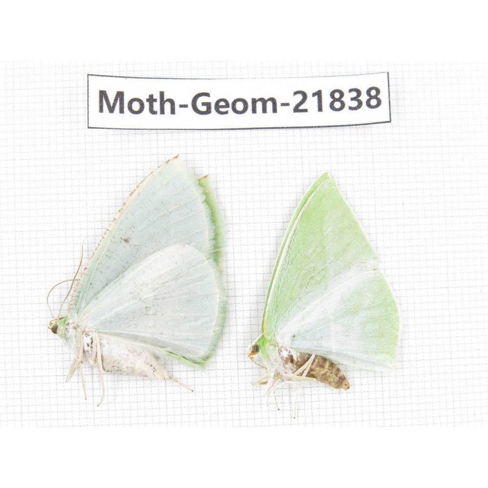 Geometridae sp. China, Tibet, Linzhi, Motuo county. 2Pcs. Moth-Geom-21838.