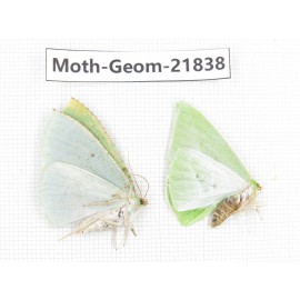 Geometridae sp. China, Tibet, Linzhi, Motuo county. 2Pcs. Moth-Geom-21838.