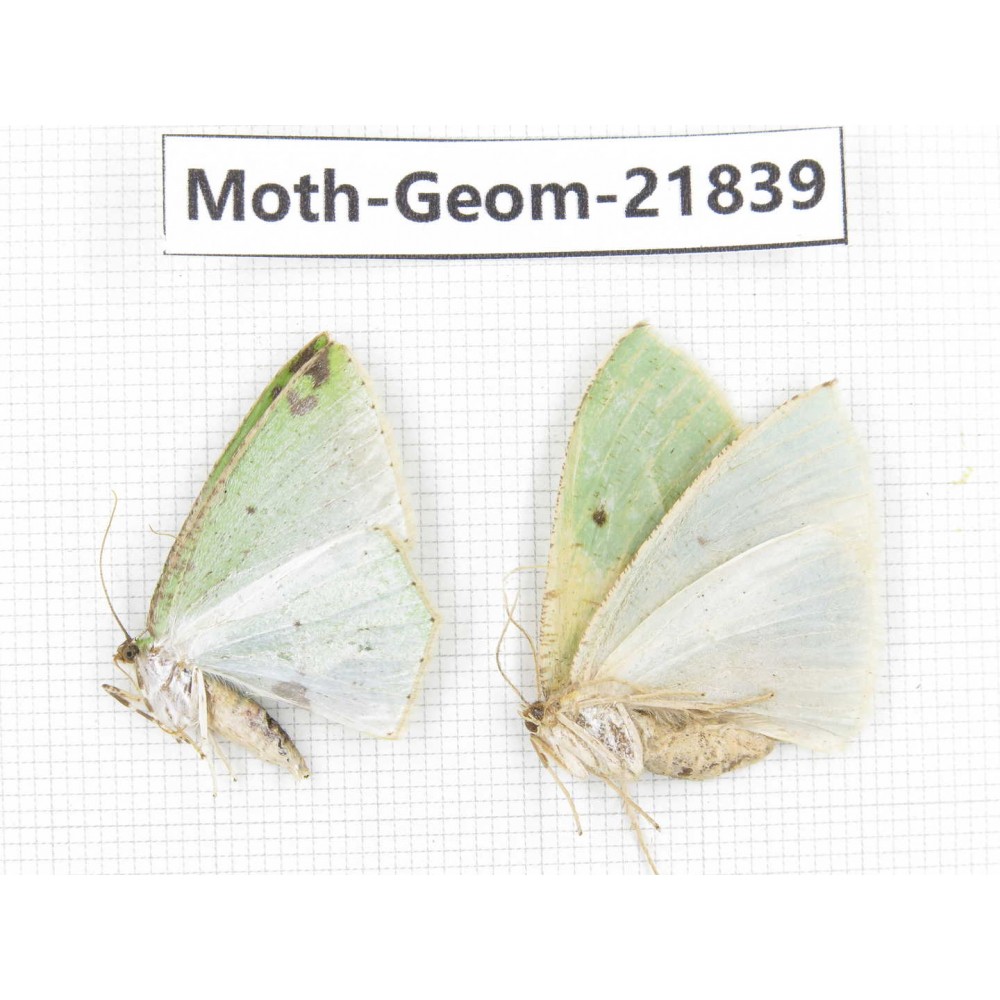 Geometridae sp. China, Tibet, Linzhi, Motuo county. 2Pcs. Moth-Geom-21839.