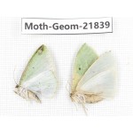 Geometridae sp. China, Tibet, Linzhi, Motuo county. 2Pcs. Moth-Geom-21839.