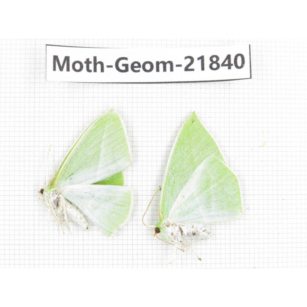 Geometridae sp. China, Tibet, Linzhi, Motuo county. 2Pcs. Moth-Geom-21840.