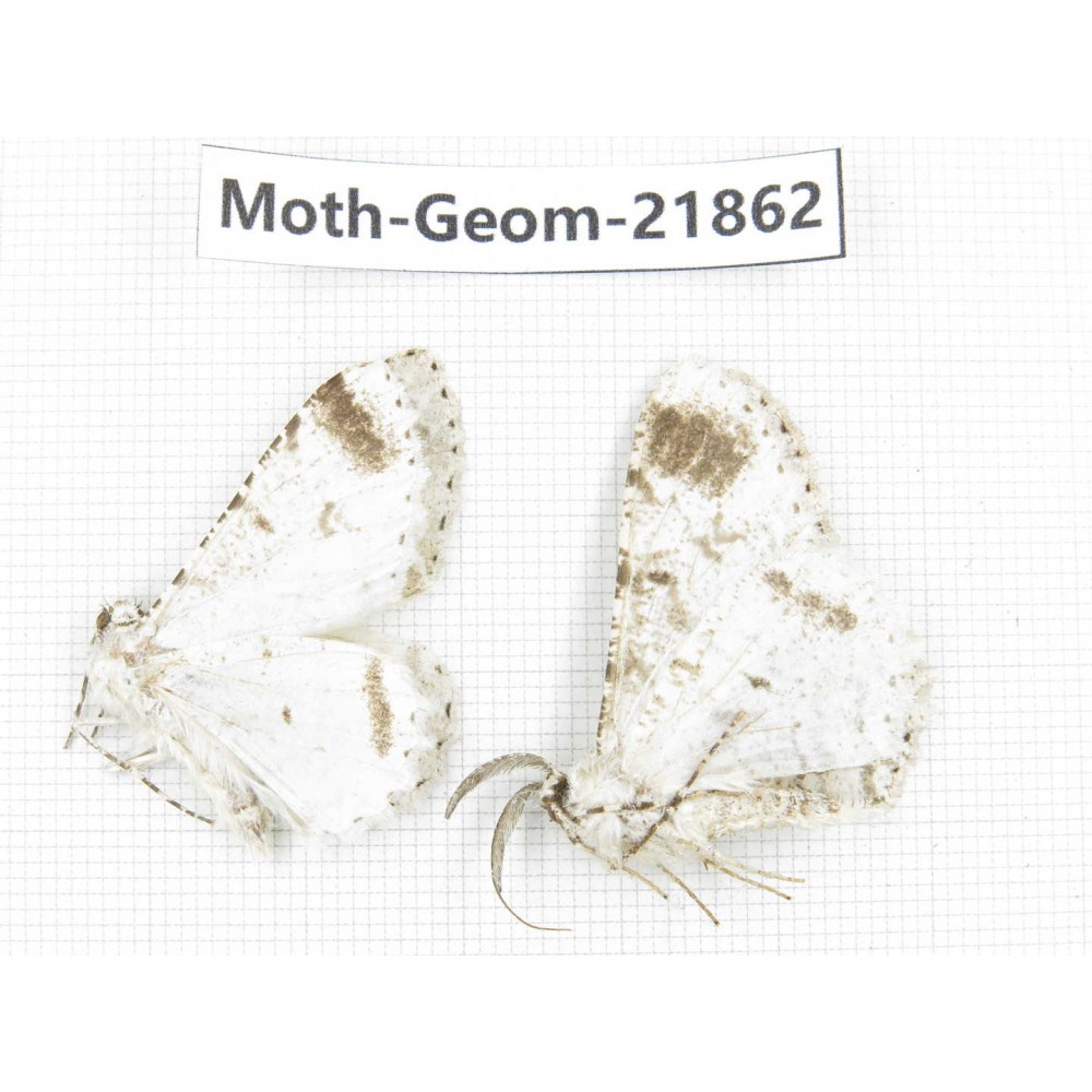 Geometridae sp. China, Tibet, Linzhi, Motuo county. 2Pcs. Moth-Geom-21862.