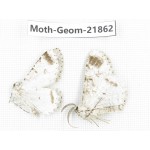 Geometridae sp. China, Tibet, Linzhi, Motuo county. 2Pcs. Moth-Geom-21862.