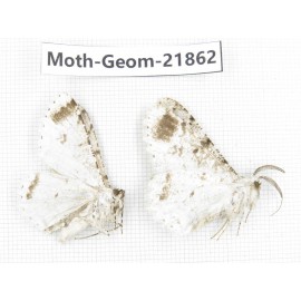 Geometridae sp. China, Tibet, Linzhi, Motuo county. 2Pcs. Moth-Geom-21862.