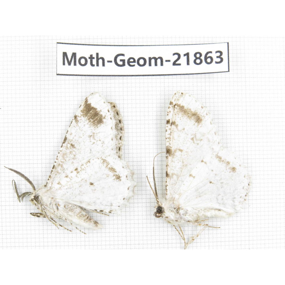 Geometridae sp. China, Tibet, Linzhi, Motuo county. 2Pcs. Moth-Geom-21863.