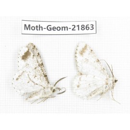 Geometridae sp. China, Tibet, Linzhi, Motuo county. 2Pcs. Moth-Geom-21863.