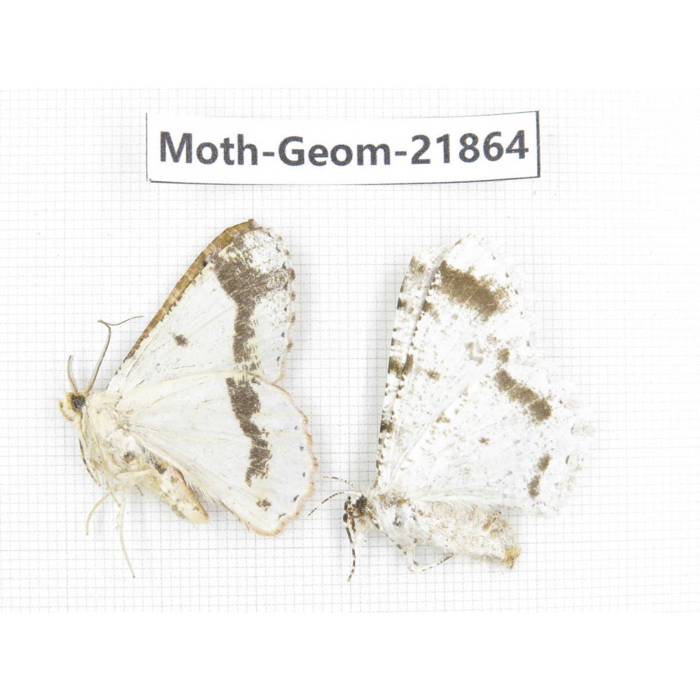 Geometridae sp. China, Tibet, Linzhi, Motuo county. 2Pcs. Moth-Geom-21864.