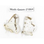 Geometridae sp. China, Tibet, Linzhi, Motuo county. 2Pcs. Moth-Geom-21864.