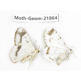 Geometridae sp. China, Tibet, Linzhi, Motuo county. 2Pcs. Moth-Geom-21864.