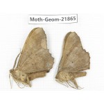 Geometridae sp. China, Tibet, Linzhi, Motuo county. 2Pcs. Moth-Geom-21865.