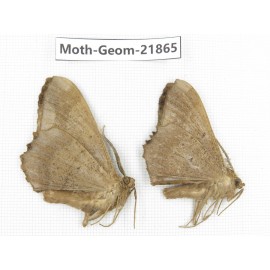 Geometridae sp. China, Tibet, Linzhi, Motuo county. 2Pcs. Moth-Geom-21865.