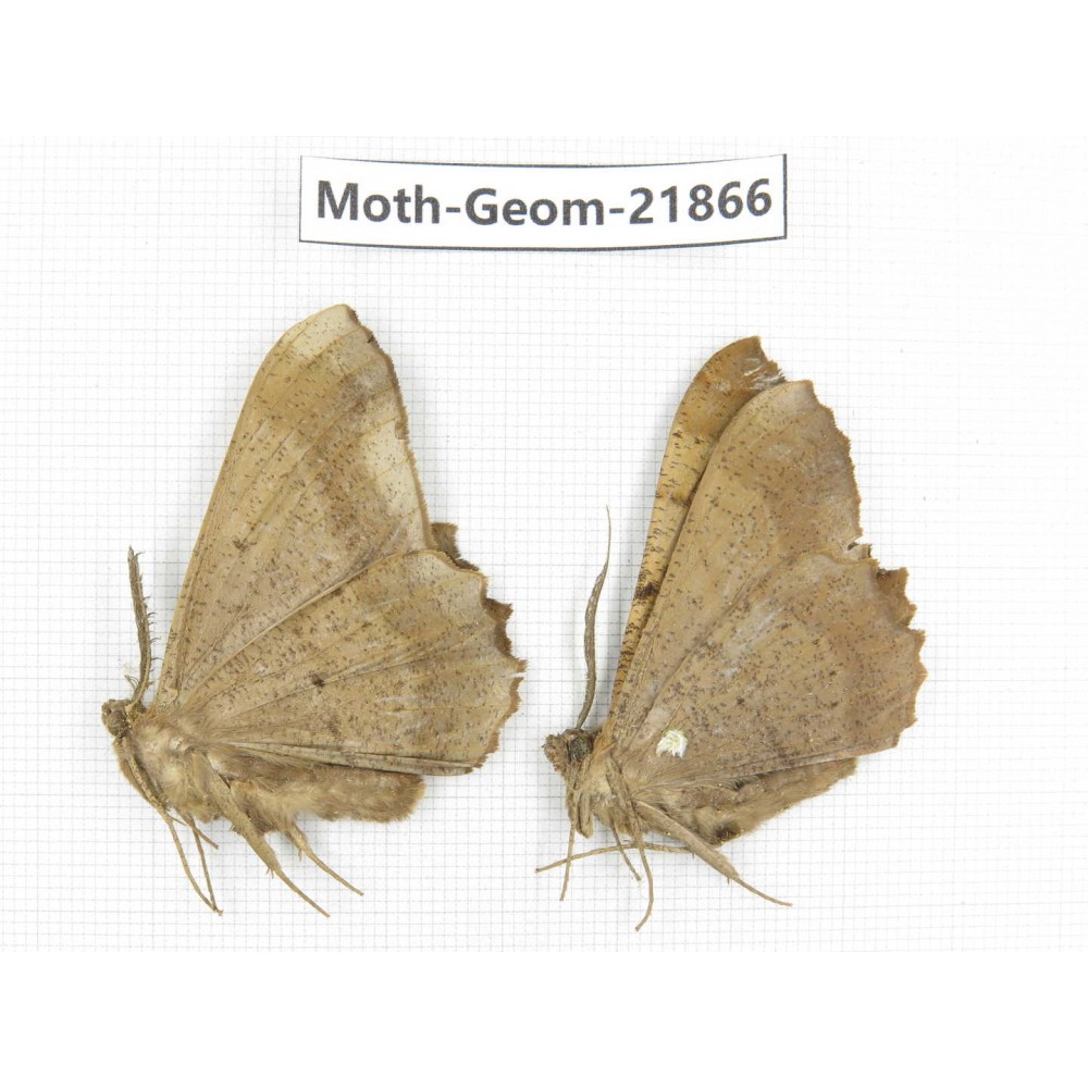 Geometridae sp. China, Tibet, Linzhi, Motuo county. 2Pcs. Moth-Geom-21866.