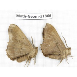 Geometridae sp. China, Tibet, Linzhi, Motuo county. 2Pcs. Moth-Geom-21866.