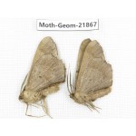 Geometridae sp. China, Tibet, Linzhi, Motuo county. 2Pcs. Moth-Geom-21867.