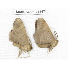 Geometridae sp. China, Tibet, Linzhi, Motuo county. 2Pcs. Moth-Geom-21867.