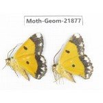 Geometridae sp. China, Tibet, Linzhi, Motuo county. 2Pcs. Moth-Geom-21877.