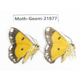 Geometridae sp. China, Tibet, Linzhi, Motuo county. 2Pcs. Moth-Geom-21877.