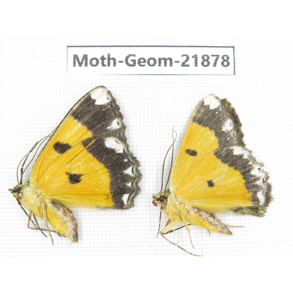 Geometridae sp. China, Tibet, Linzhi, Motuo county. 2Pcs. Moth-Geom-21878.