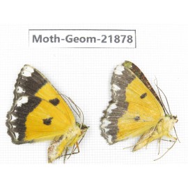 Geometridae sp. China, Tibet, Linzhi, Motuo county. 2Pcs. Moth-Geom-21878.