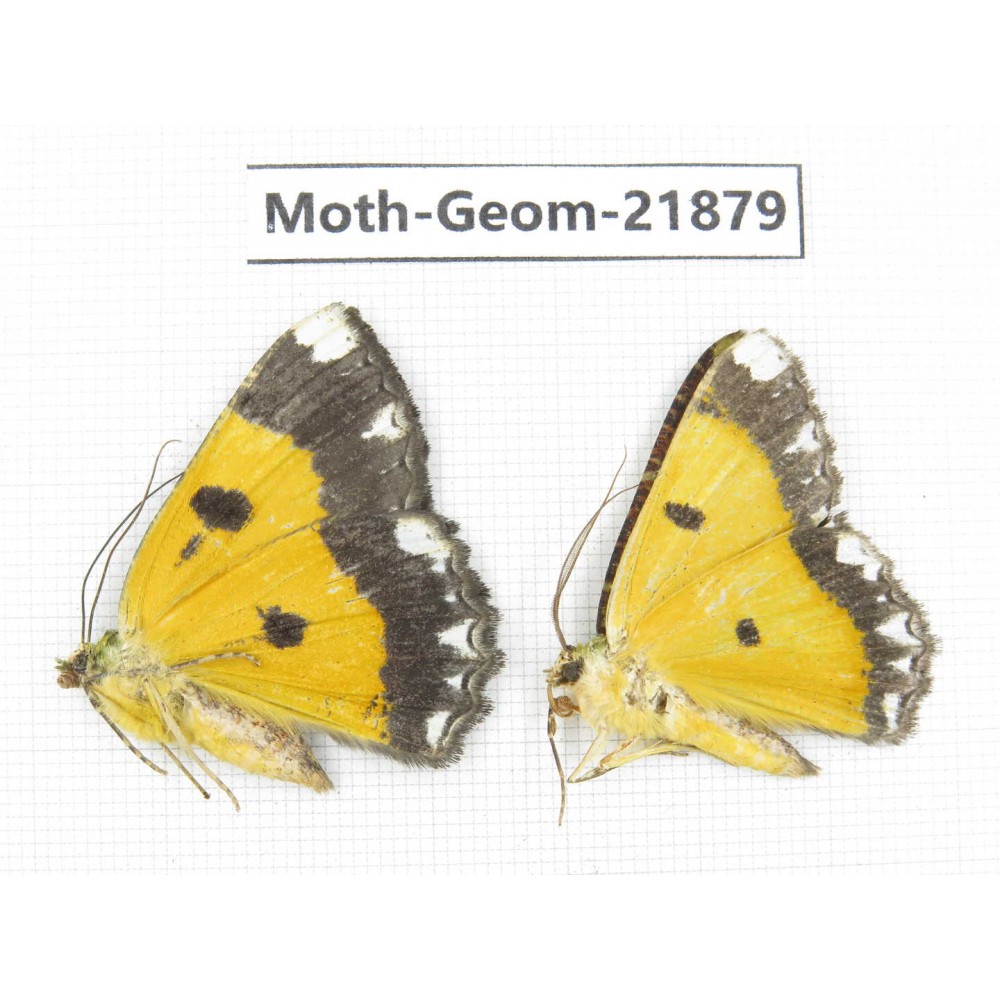 Geometridae sp. China, Tibet, Linzhi, Motuo county. 2Pcs. Moth-Geom-21879.