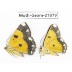Geometridae sp. China, Tibet, Linzhi, Motuo county. 2Pcs. Moth-Geom-21879.